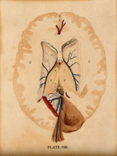 Brain: seven figures illustrating various portions, including cross-section of..., 1820-1827. Creator: William Home Lizars.