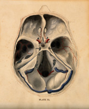 Skull: lateral section, with blood-vessels indicated in red and blue, 1820-1827. Creator: William Home Lizars.