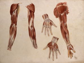 Muscles of the arm and hand: five écorché figures, 1880. Creator: Adele Mongredien.