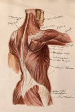 Muscles of the trunk: an écorché figures showing a side view of the torso, 1880. Creator: Adele Mongredien.