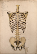 Bones of the trunk and pelvis: front view, 1880. Creator: Adele Mongredien.