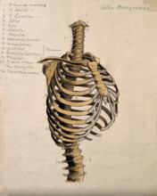 Vertebral column and ribcage, 1880. Creator: Adele Mongredien.