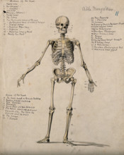 A skeleton, 1880. Creator: Adele Mongredien.