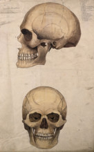 Skull: two figures, showing side and front views, 1880. Creator: Jeannette Mongredien.