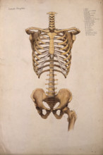 Bones of the trunk and pelvis: front view, 1880. Creator: Jeannette Mongredien.