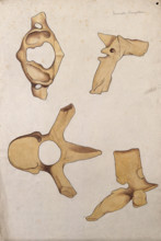 Vertebrae: four figures, 1880. Creator: Jeannette Mongredien.