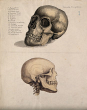 A skull: two figures, 1880. Creator: Jeannette Mongredien.