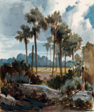 Palmyra palm trees (Borassus flabellifer) near Madras, India, 1854 to 1858. Creator: Hermann von Schlagintweit.