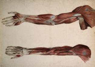 Muscles and tendons of the upper arm: two écorchés, 1800-1899. Creator: Unknown.