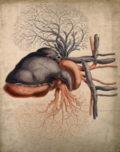 Front view of the heart, with arteries and blood-vessels attached, 1800-1899. Creator: Unknown.