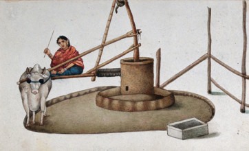 Delhi: a woman making a cow work the oil mill, (between 1800 and 1899?). Creator: Unknown.