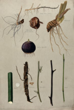 Various stem forms, including bulbs and roots, c1900. Creator: Isabel Sawkins.