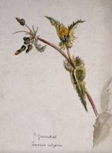 Groundsel (Senecio vulgaris): flowering stem. Creator: Unknown.