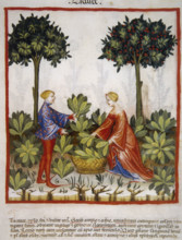 Lettuce, 14th century.  Creator: Unknown.