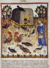 Roosters, 14th century.  Creator: Unknown.