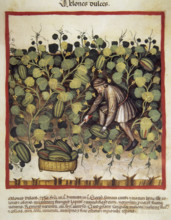 Sweet melon harvesting, 14th century.  Creator: Unknown.