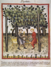 Vino Acido, 14th century.  Creator: Unknown.