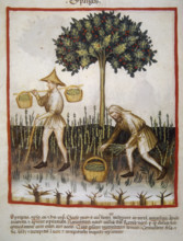 Asparagus, 14th century.  Creator: Unknown.