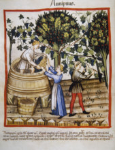 Autumn: Grape harvest and winemaking, 14th century.  Creator: Unknown.