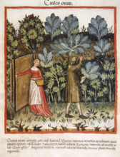 Cabbages, 14th century.  Creator: Unknown.