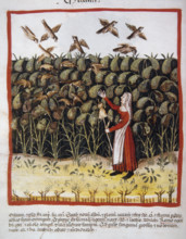 Corn, 14th century.  Creator: Unknown.