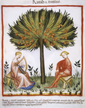 Date palm, 14th century.  Creator: Unknown.