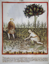 Garlic, 14th century.  Creator: Unknown.