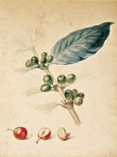 Coffee, c1818. Creator: Debret, Jean-Baptiste (1768-1848).