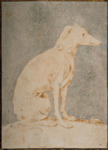 Greyhound, First Half of 16th century. Creator: Parmigianino (1503-1540).