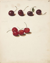 Study of Cherries, 1751. Creator: Fosie, Johanna Marie (1726-1764).