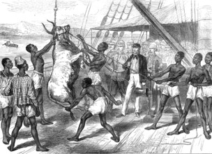The Ashantee War: shipping bullocks at Sierra Leone for Cape Coast Castle..., 1874. Creator: Unknown.