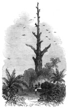 The Ashantee War: tree on the road to Inquabim - from a sketch by our special artist, 1874. Creator: Unknown.
