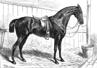 The Horse Show at the Agricultural Hall, Islington: the Prince of Wales's Park Cob, "Bob", 1874. Creator: Unknown.