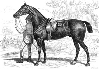 The Horse Show at the Agricultural Hall, Islington: Mr. W. Armstrong's hunter, "Cashier", 1874. Creator: Unknown.