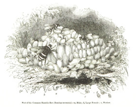 Nest of the Common Humble-Bee (Bombus terrestris), 1850. Creator: Unknown.