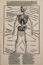 A human skeleton, seen from the front, with labels giving the latin names of the bones, 1517.