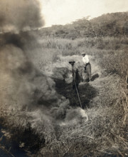 Miraflores, the Panama Canal Zone: rising smoke as two West Indian men burn grass away..., 1910. Creator: Unknown.