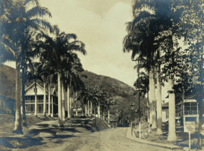 Ancon Hospital grounds, Panama: street with wooden buildings lined with palm trees, c1910. Creator: Unknown.