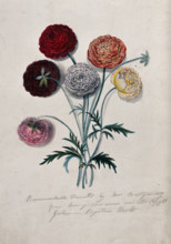 Six cut Ranunculus flowers: double-flowered varieties with leaves. Creator: Mrs Montgomery.