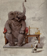 An elephant seated in an armchair is being weighed by a small dog, 1900. Creator: George Hope Tait.
