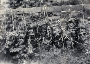 Sarawak: preserved and decorated human heads taken and strung up by Sea Dayaks, c1900. Creator: Unknown.