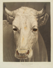 A cow named "Vaccination", 1810. Creator: Matthew Dubourg.