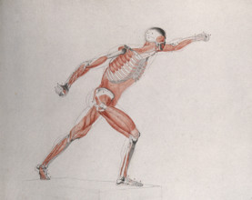 Skeletal and myologic structure of the 'Borghese Gladiator' statue: the figure is..., (1833?). Creator: Johann Conrad Zeller.