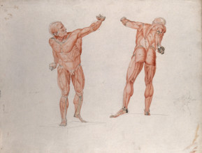 Skeletal and myologic structure of the 'Borghese Gladiator' statue: two figures..., (1833?). Creator: Johann Conrad Zeller.