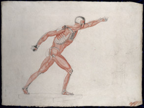 Skeletal and myologic structure of the 'Borghese Gladiator' statue: the figure is..., (1833?). Creator: Johann Conrad Zeller.