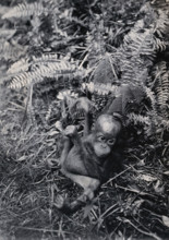 Sarawak: a baby orang-utan (Simia satyrus), c1900. Creator: Unknown.
