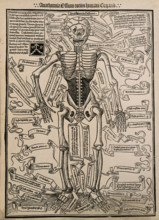 A skeleton, seen from the front, with labels giving the latin names of the bones, 1501 (20th cent). Creator: Unknown.