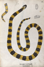 A poisonous snake, yellow in colour, with broad grey cross-banded markings: includes a ..., 1795. Creator: Patrick Russell.