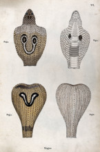 Two poisonous snakes (Indian cobras): four figures showing the snakes' hoods, seen from..., 1795. Creator: Patrick Russell.