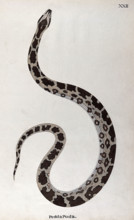 A snake, pale buff in colour, with dark brown patches edged in white and a white underbelly, 1795. Creator: Patrick Russell.